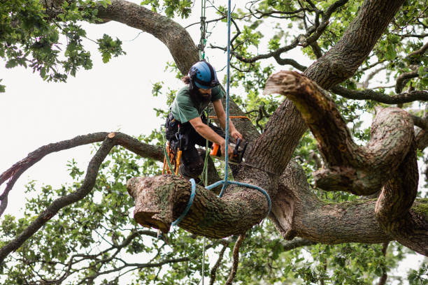 Best Stump Grinding and Removal  in Willis, TX